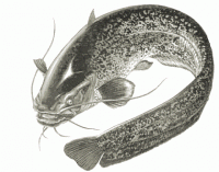 sumasumarum